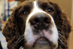 Police sniffer dog Barney, with his handler PC Claire Todd wgrp0162h13