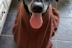 rpd-diesel
